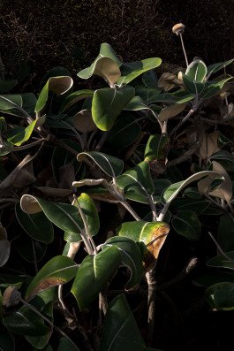 leaves of plant in garden with sunlight 
