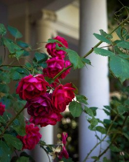 CHIARA BELLAMOLI | Fotografie