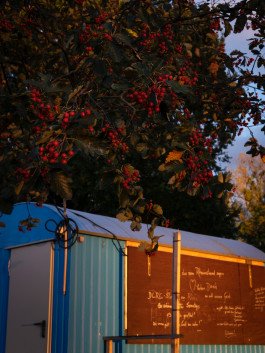 cafe and plant with red fruits 